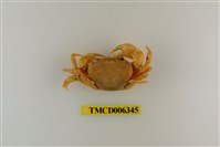 藏品(黃灰澤蟹)的圖片